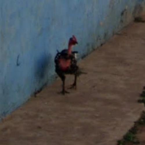 Conoce la Verdadera Magia del Juego de Chicken Road en España, chicken road online